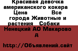 Красивая девочка американского кокера › Цена ­ 35 000 - Все города Животные и растения » Собаки   . Ненецкий АО,Макарово д.